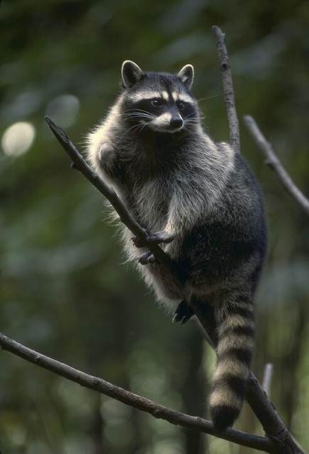 Raccoon is hiding from enemies