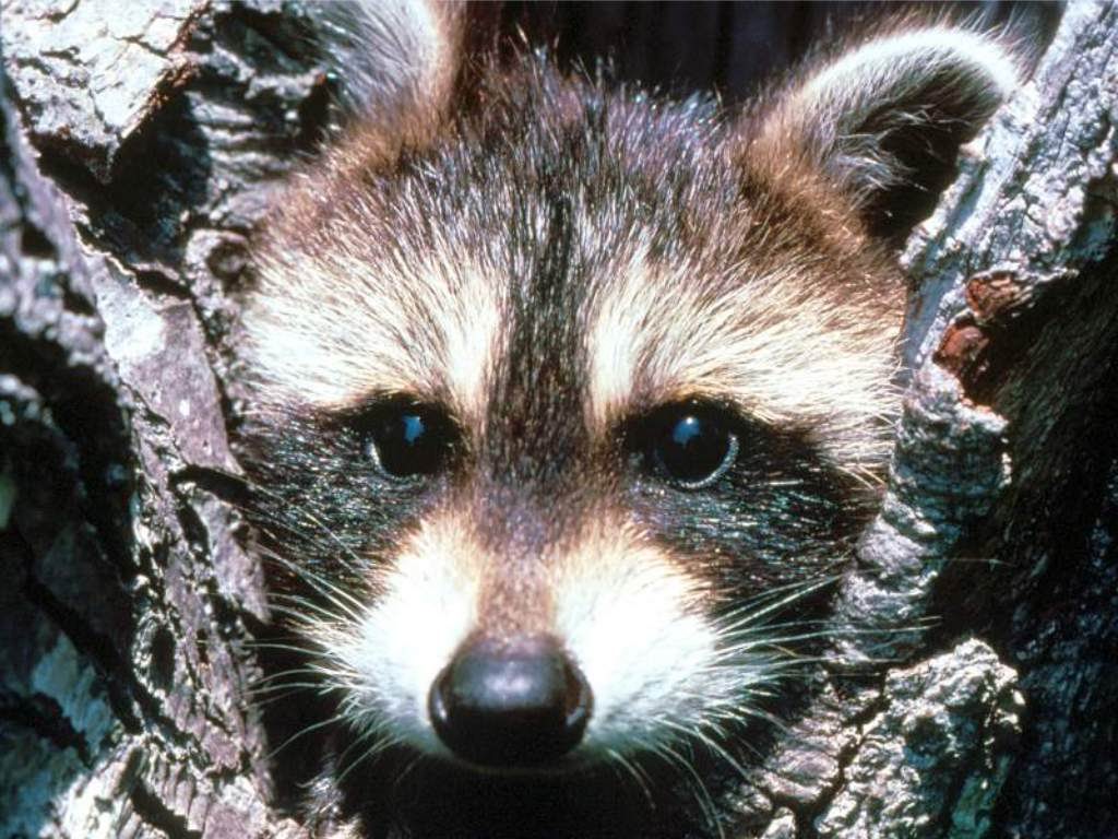 raccoon face close-up