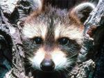 raccoon face close-up