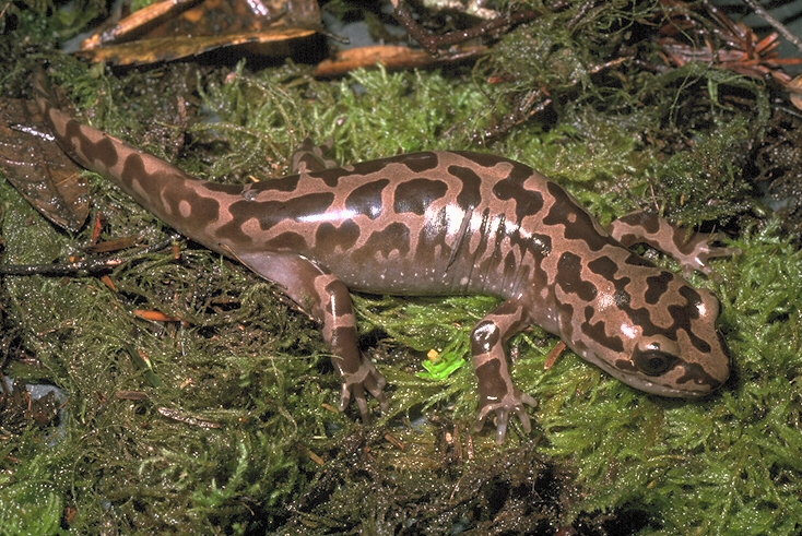 newborn lizard
