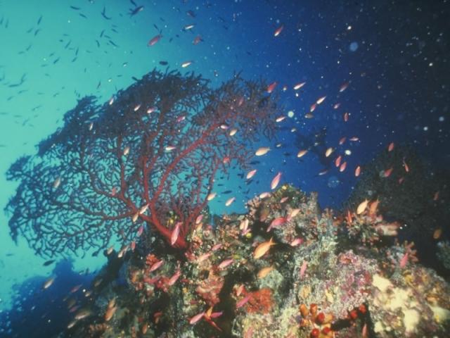 подводный мир с морскими обитателями