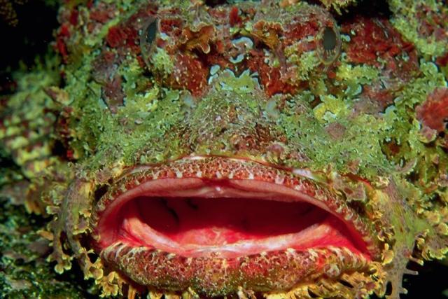 marine predator