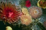 colorful flowers on the sea floor