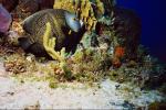 fish is chewing seaweed