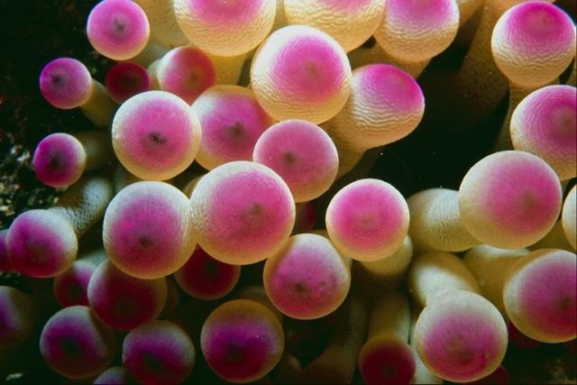 marine plant